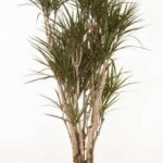 Tall potted Dracaena plant with multiple woody trunks and tufted green leaves in a black pot.
