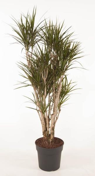 Tall potted Dracaena plant with multiple woody trunks and tufted green leaves in a black pot.
