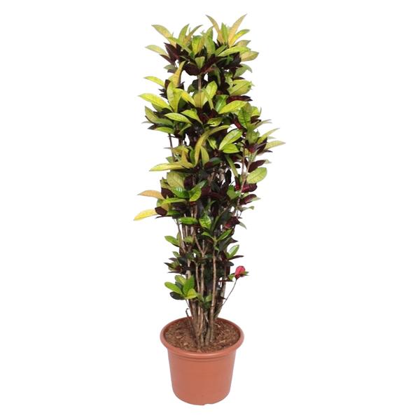 Potted ornamental shrub with tall stems and variegated green and purple leaves in a terracotta pot.