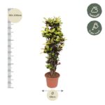 Tall potted shrub with height 180–200 cm and 45 cm diameter, shown with care icons for half shade and weekly watering.
