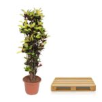 Tall potted shrub with green and burgundy leaves next to a light wooden pallet-style stand.