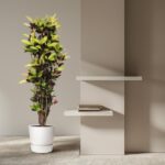 Tall potted plant beside a beige wall with two floating shelves and a small stack of books.