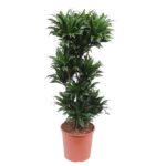 Tall potted plant with multiple clusters of dark green leaves in a terracotta pot.
