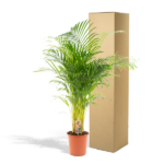 Tall potted palm plant with a cardboard shipping box behind it on a white background.