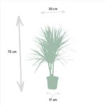 Illustration of a palm-like houseplant in a pot with arrows showing overall height 70 cm, plant width 30 cm, and pot width 17 cm.