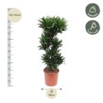 Tall potted shrub, 130–150 cm high, in a terracotta pot; diameter 30 cm. Requires half shade and weekly watering.