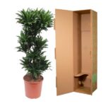 Potted leafy green plant next to an open brown cardboard shipping box.