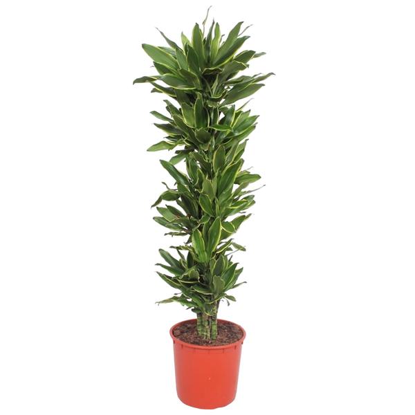 Tall leafy houseplant in a red plastic pot with glossy green leaves along a central stem against a white background.