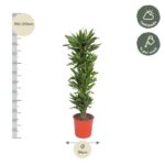 Tall potted plant with glossy green leaves in a red pot; ~190–210 cm tall, Ø34 cm; half shade, water weekly.