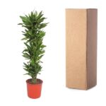 Tall potted green plant in an orange pot beside a tall brown cardboard shipping box on a white background