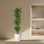 Tall potted green plant beside a built-in wall shelf with a laptop and books in a softly lit room.