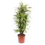 Tall variegated dracaena houseplant in a brown terracotta pot.