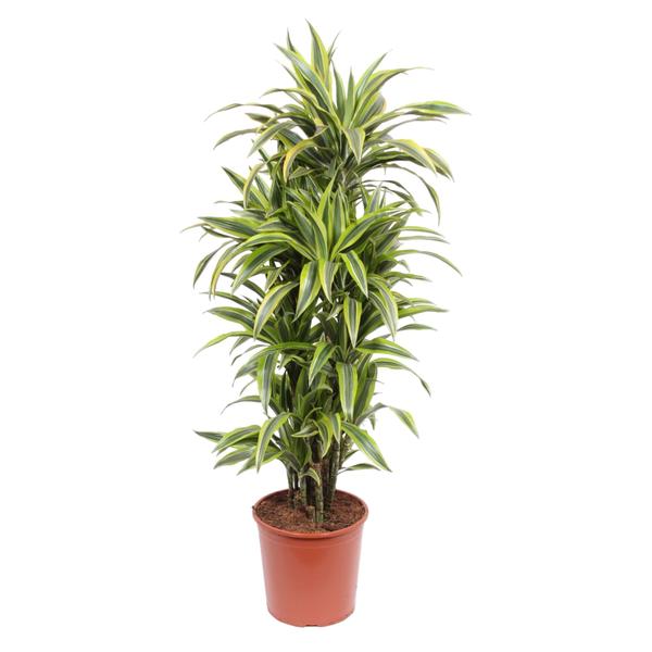 Tall variegated dracaena houseplant in a brown terracotta pot.