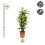 Tall variegated potted plant (≈140–160 cm tall) with a 30 cm pot, green slender leaves; care: half shade and water weekly.