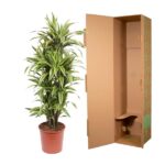 Dracaena plant in a terracotta pot standing next to an open tall cardboard shipping box with packing flaps