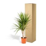 Potted dracaena with long green leaves next to a tall cardboard box against a white background