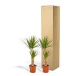 Two small potted plants with spiky green leaves beside a tall cardboard box.