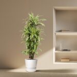 Tall leafy houseplant in a white pot placed beside a built-in bookshelf in a neutral-toned room.