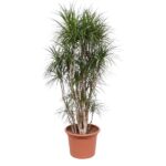 Tall potted Dracaena marginata with multiple slender trunks and tufted, narrow green leaves in a terracotta pot.