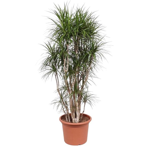 Tall potted Dracaena marginata with multiple slender trunks and tufted, narrow green leaves in a terracotta pot.