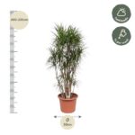 Tall potted plant with slender trunks and narrow green leaves, height about 200–220 cm, pot diameter 50 cm.