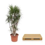 Tall potted dracaena plant next to a light wooden pallet on a white background.