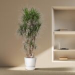 Tall indoor plant in a white pot beside a recessed wall shelf with a laptop and stacked books.