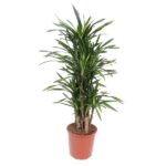 Tall potted dracaena houseplant with multiple cane stems and long green leaves in a terracotta pot