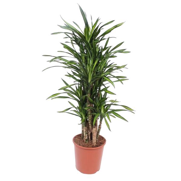 Tall potted dracaena houseplant with multiple cane stems and long green leaves in a terracotta pot