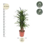 Tall potted Dracaena plant with height guide showing 130–150 cm on the left and a 30 cm pot; care icons indicate half shade and water weekly.