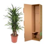 Green Dracaena plant in a terracotta pot placed next to an open brown cardboard shipping box.