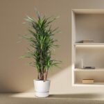 Tall indoor plant in a white pot near a built-in shelf with a laptop and books on a beige wall.