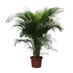 Small potted palm with feathery green fronds on a white background, indoor plant accessory.