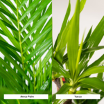 Two potted houseplants split vertically: Areca Palm on the left with feathery fronds and a Yucca on the right with thick, sword-like leaves.