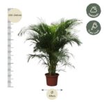 Palm plant in a pot, about 220–240 cm tall with a 40 cm diameter, showing growth indicators and care icons (partial shade; water weekly).
