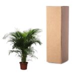 Potted palm plant next to a tall cardboard box, set against a white background.