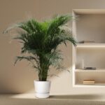 Tall green palm plant in a white pot beside a recessed shelf with a laptop and books on the shelves.