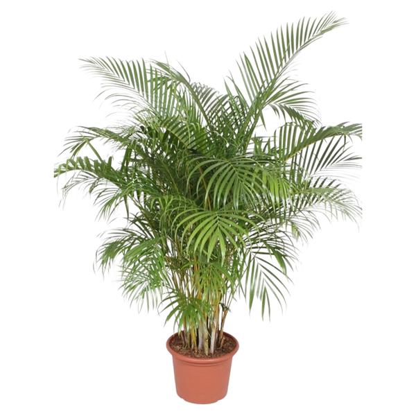 Potted palm plant with multiple slender trunks and feathery green fronds in a terracotta pot.