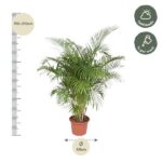 Tall potted palm plant with a measuring ruler showing 190–210 cm height and about 40 cm diameter, plus care icons indicating half shade and watering about once per week.