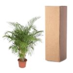 Potted palm plant next to a tall brown cardboard shipping box, on a white background.