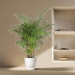Indoor scene with a tall green palm in a white pot beside a beige wall and built-in shelves with a laptop and books on display.