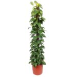 Tall pothos vine climbing a stake in a terracotta pot with glossy green leaves
