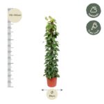 Tall climbing vine in a terracotta pot; height 170–190 cm, pot diameter 34 cm; care notes: half shade and weekly watering.