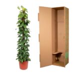Tall green leafy plant in a terracotta pot beside an open brown cardboard shipping box.
