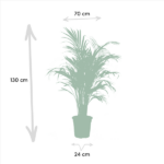 Palm in a pot with dimension arrows: 130 cm tall, 70 cm wide, 24 cm pot diameter.