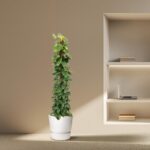 Tall potted vine reaching toward a built-in wall shelf with a laptop and books nearby in a minimalist room.