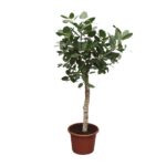 Small indoor tree with a slender trunk and dense green leaves in a terracotta pot.