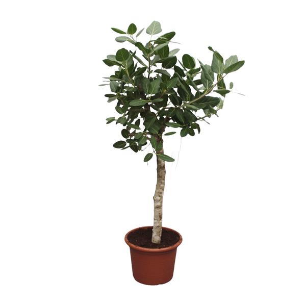 Small indoor tree with a slender trunk and dense green leaves in a terracotta pot.