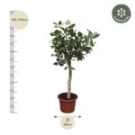 Potted tree with dense green leaves, height 190–210 cm and pot diameter 50 cm; winter-hardy badge shown.