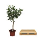 Potted leafy tree next to a light wooden pallet on a white background.